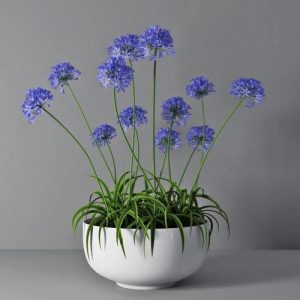 Agapanthus African African Lily 2