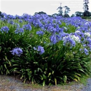 Agapanthus African African Lily 3