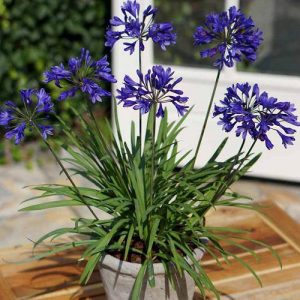 Agapanthus African African Lily 4