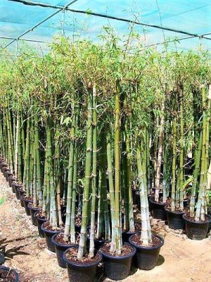 Bambus Green Tropical Bamboo 3