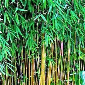 Bambus Green Tropical Bamboo 5