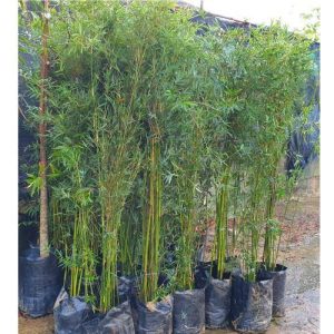 Bambusa multiplex Chinese Dwarf Bamboo 2