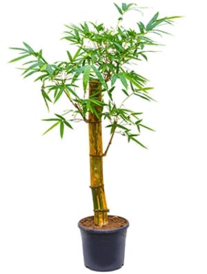 Bambusa vulgaris Common Bamboo 3