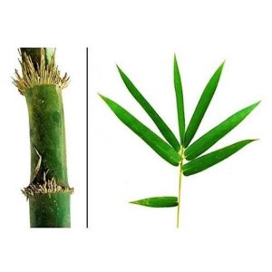 Bambusa vulgaris Common Bamboo 5