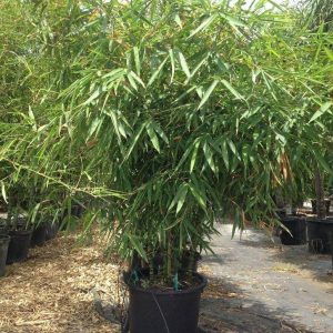 Bambusa vulgaris Common Bamboo 6