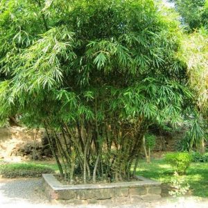 Bambusa vulgaris Common Bamboo 7