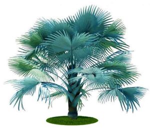 Bismark Palm Bismarckia Nobilis 1