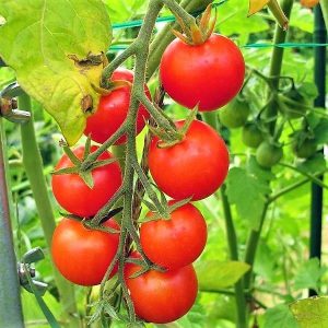 Cherry Tomato Plant 3