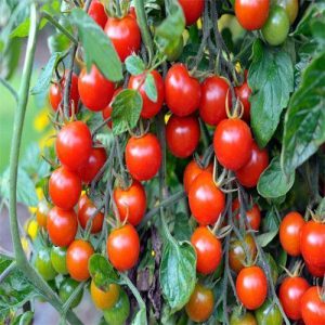 Cherry Tomato Plant 4