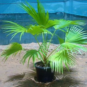 Chinese Fan Palm Livistona Chinensis Fountain Palm 3
