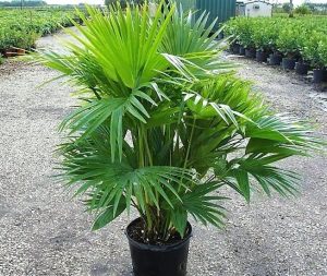 Chinese Fan Palm Livistona Chinensis Fountain Palm 4