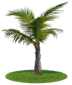 Coconut Palm Cocos Nucifera 1