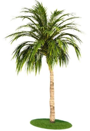 Coconut Palm Cocos Nucifera 2