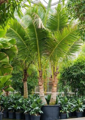 Coconut Palm Cocos Nucifera 3