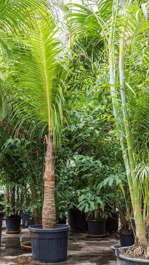 Coconut Palm Cocos Nucifera 5