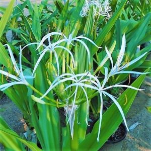 Crinum asiaticum Spider lily or Seashore lily 3