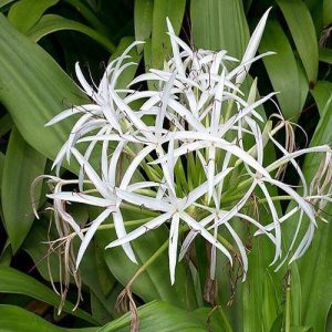 Crinum asiaticum Spider lily or Seashore lily 4