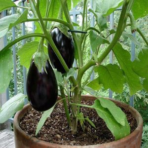 Eggplant 4