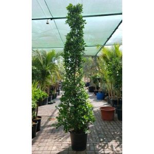 Ficus Diversifolia Cone Shape 4