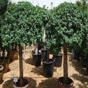 Ficus Diversifolia Rounded 2