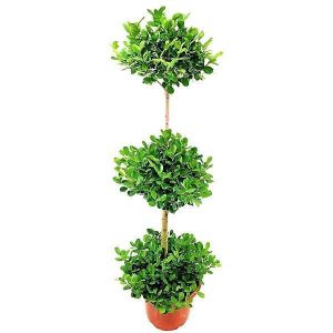 Ficus Diversifolia Three Heads 2