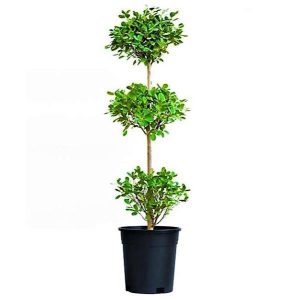 Ficus Diversifolia Three Heads 4