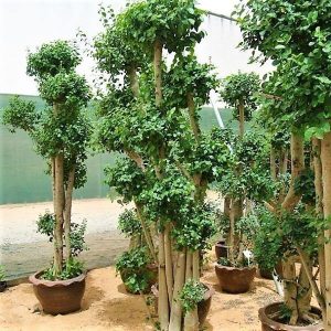 Ficus Multi Head 2
