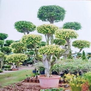 Ficus Multi Head 3