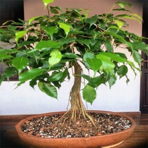 Ficus S Bonsai 3