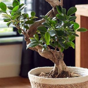 Ficus S Bonsai 4