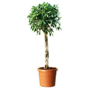 Ficus diversifolia twisted trunk topiary 2