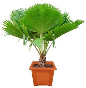 Fiji Fan Palm Pritchardia Pacifica 1