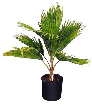 Fiji Fan Palm Pritchardia Pacifica 3