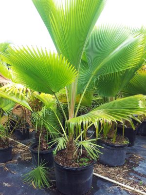 Fiji Fan Palm Pritchardia Pacifica 4