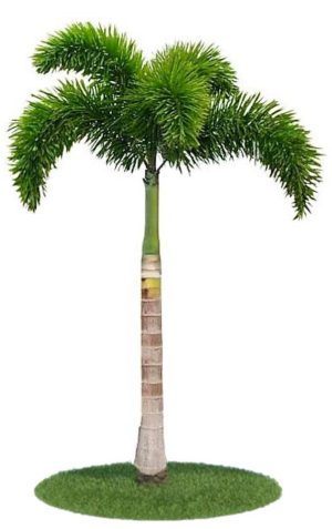 Foxtail Palm Wodyetia Bifurcata 1
