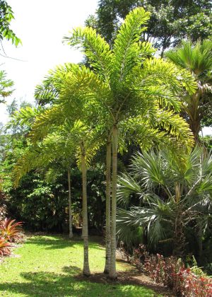 Foxtail Palm Wodyetia Bifurcata 4