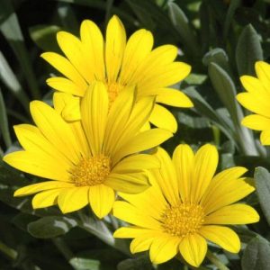 Gazania Uniflora Treasure Flower 2