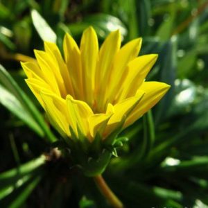 Gazania Uniflora Treasure Flower 3