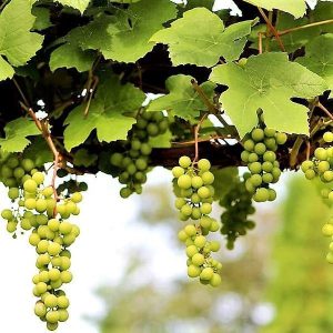 Grapes Vine Vitis Vinifera 2
