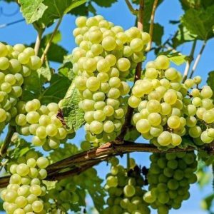 Grapes Vine Vitis Vinifera 4
