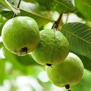 Guava Tree Psidium Guajava 5