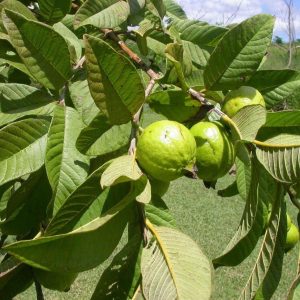 Guava Tree Psidium Guajava 6