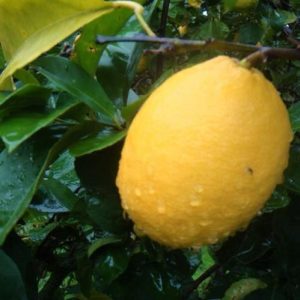 Lemon Tree Citrus Lemon 4