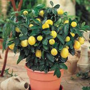 Lemon Tree Citrus Lemon 5