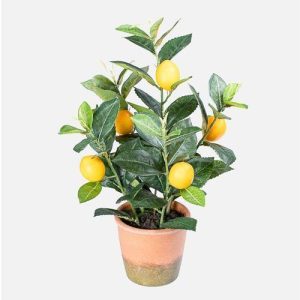 Lemon Tree Citrus Lemon 6