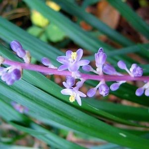 Liriope Muscari Lilyturf 3