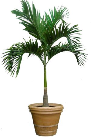 Manila Palm Veitchia Merrillii 1