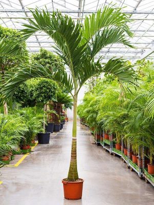 Manila Palm Veitchia Merrillii 2