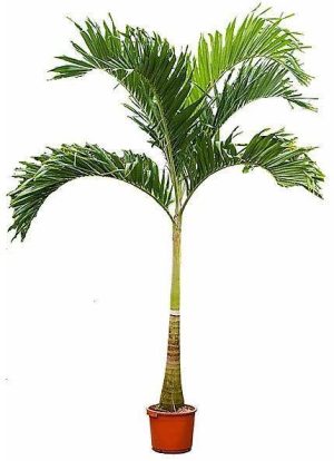 Manila Palm Veitchia Merrillii 3