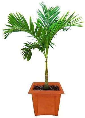 Manila Palm Veitchia Merrillii 4